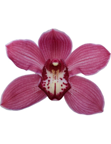 wholesale cymbidium orchids wholesale cymbidium orchids