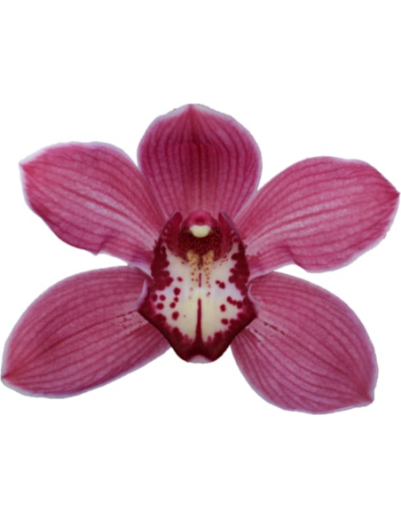 wholesale cymbidium orchids