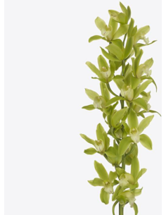 Green Mini Cymbidium Orchids 20 stems 2