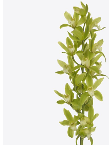 Green Mini Cymbidium Orchids 20 stems