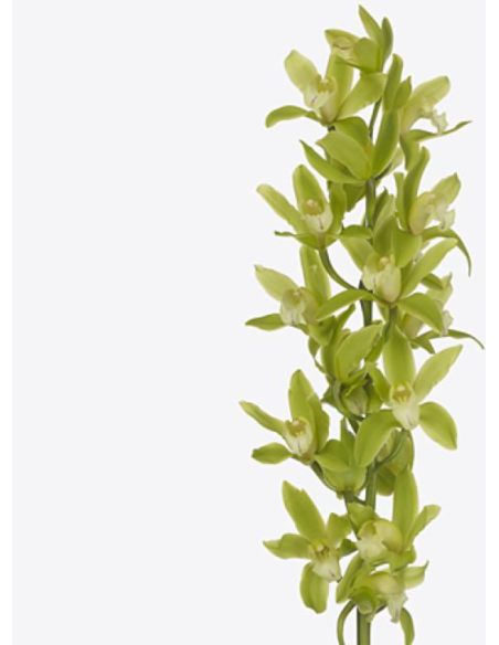 Green Mini Cymbidium Orchids 20 stems