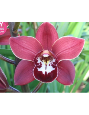 Red Mini Cymbidium Orchids 20 stems