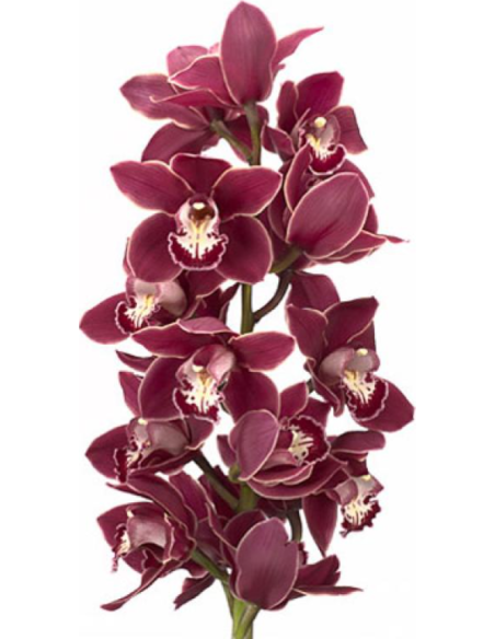 wholesale cymbidium orchids
