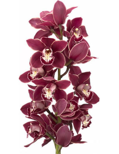 wholesale cymbidium orchids