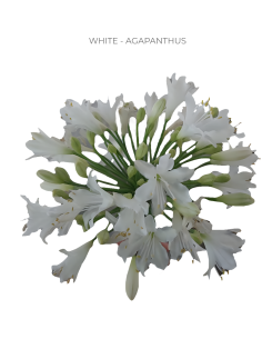 Agapanthus White