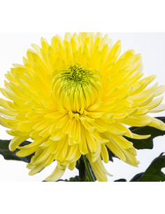 Football Mums Assorted 90 stems BULK BOX 2