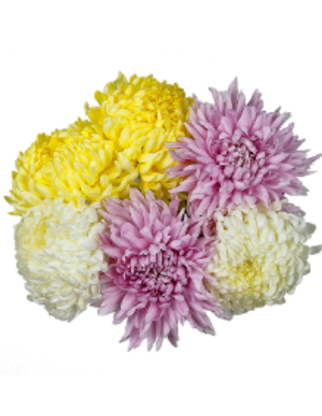 Football Mums Assorted 90 stems BULK BOX