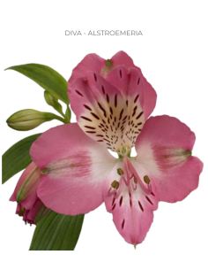 Alstromeria Medium Pink By the Box 2