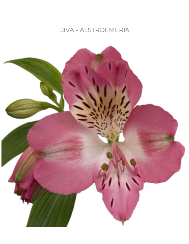 Alstroemeria Medium Pink 120 Stems | Premium Medium Pink Alstroemeria Wholesale & Bulk