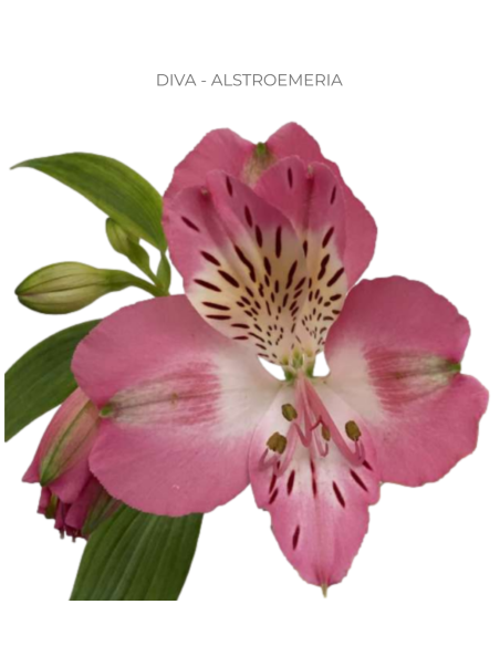 pink alstromeria