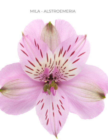 pink alstromeria