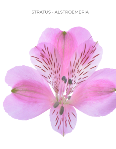 pink alstromeria