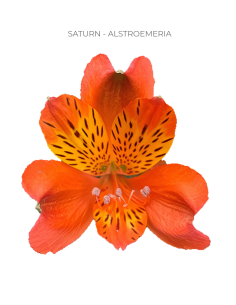 Alstromeria Orange By the Box 2