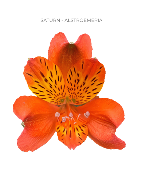 orange alstromeria