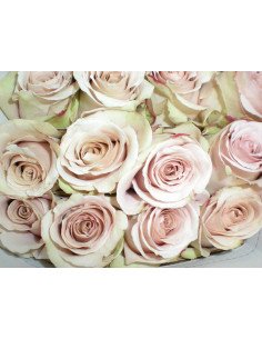 Quicksand Rose