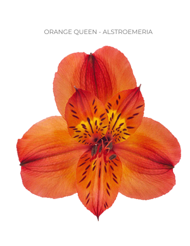 Alstroemeria Orange 120 Stems | Premium Orange Alstroemeria Wholesale & Bulk