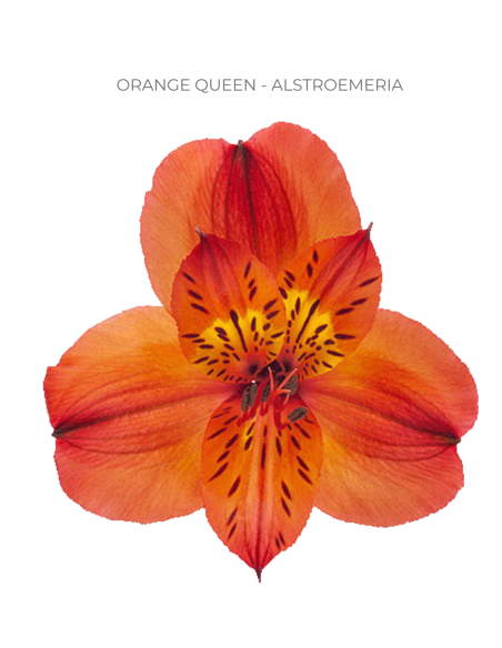 orange alstromeria