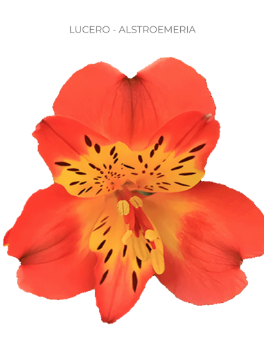 orange alstromeria
