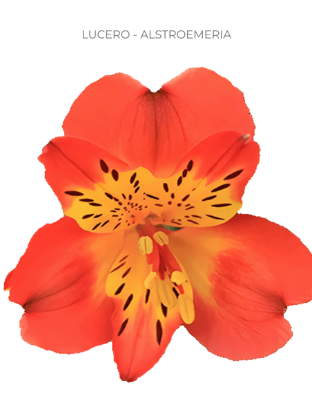 orange alstromeria
