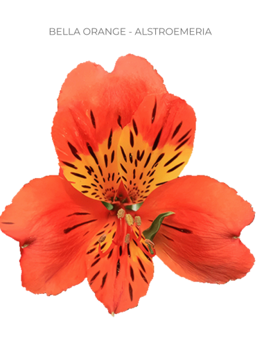 orange alstromeria