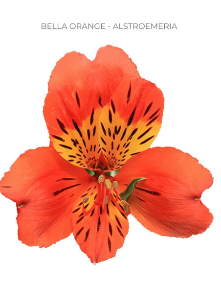 Alstroemeria Orange 120 Stems | Premium Orange Alstroemeria Wholesale & Bulk