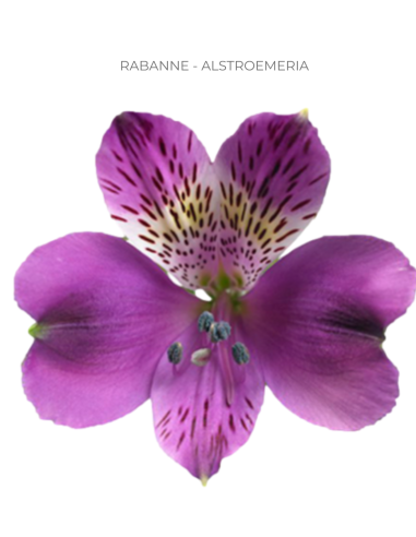 Alstromeria Purple 120 stems Alstromeria Purple 120 stems