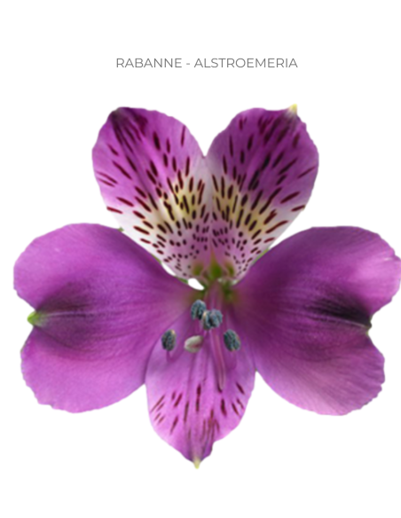 Alstroemeria Purple 120 Stems | Wholesale Bulk Alstroemeria