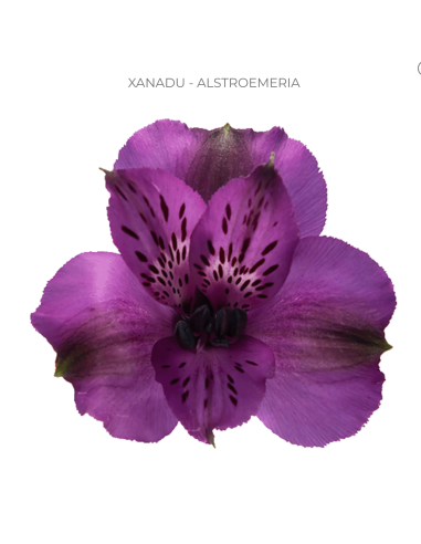 Alstromeria Purple 120 stems Alstromeria Purple 120 stems