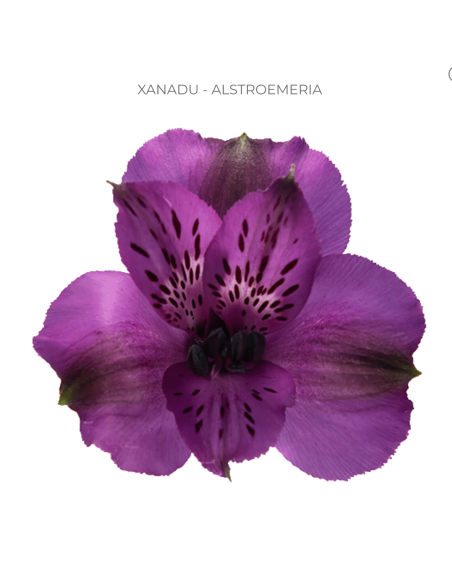Alstromeria Purple 120 stems