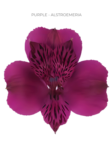 Alstroemeria Purple 120 Stems | Wholesale Bulk Alstroemeria