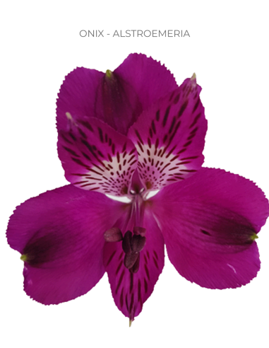 Alstromeria Purple 120 stems Alstromeria Purple 120 stems