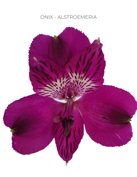 Alstromeria Purple 120 stems