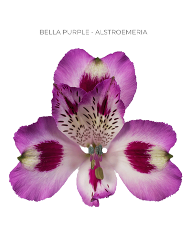 Alstroemeria Purple 120 Stems | Wholesale Bulk Alstroemeria