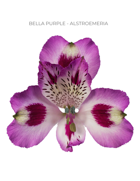 Alstroemeria Purple 120 Stems | Wholesale Bulk Alstroemeria