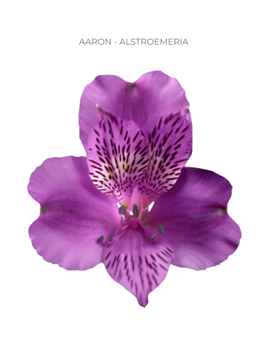 Alstromeria Purple 120 stems Alstromeria Purple 120 stems