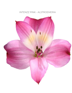 Alstromeria Hot Pink 120 stems 2