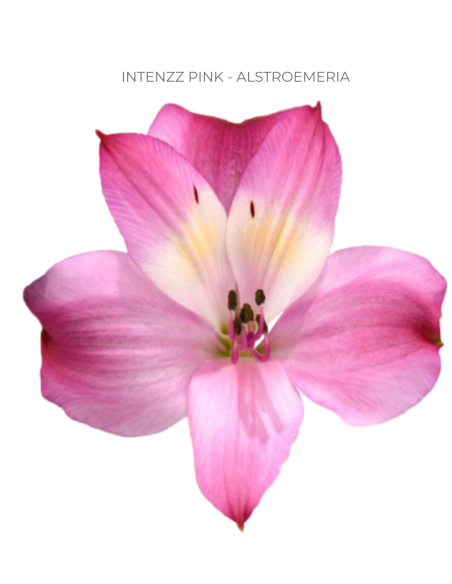 Alstromeria Hot Pink 120 stems