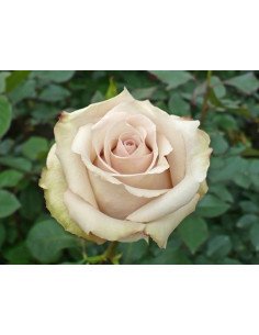 Quicksand Rose 2