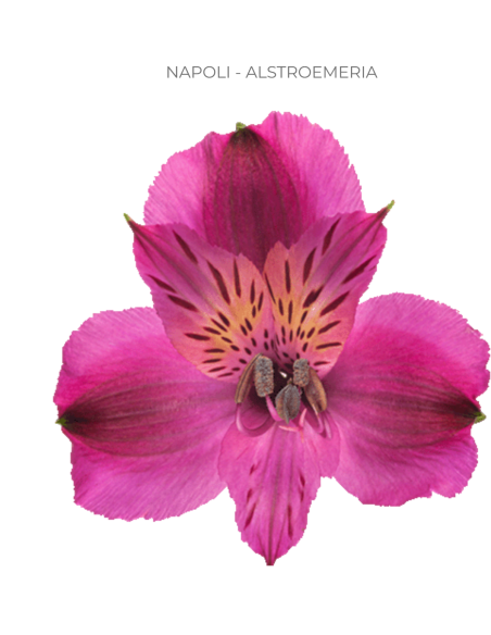 Alstroemeria Hot Pink | Premium Hot Pink Alstroemeria Wholesale & Bulk