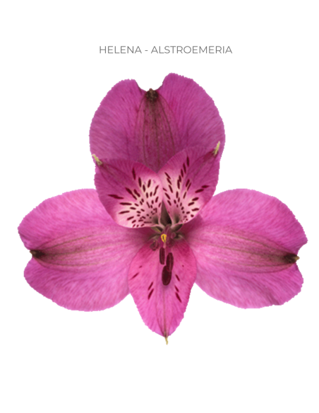 Alstromeria Hot Pink 120 stems