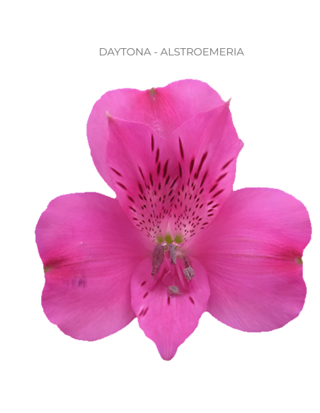 Alstroemeria Hot Pink | Premium Hot Pink Alstroemeria Wholesale & Bulk