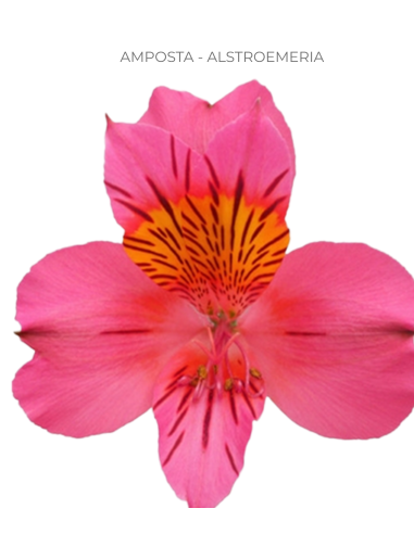 Alstromeria Hot Pink 120 stems Alstromeria Hot Pink 120 stems