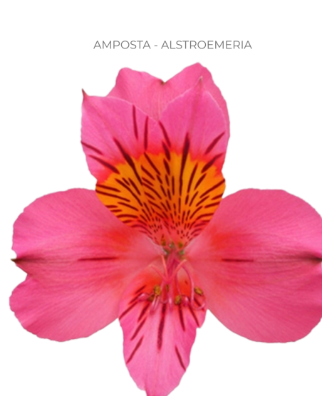 Alstromeria Hot Pink 120 stems