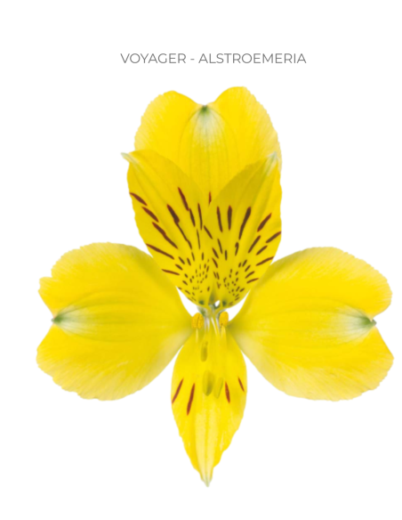 Alstroemeria Yellow 120 Stems | Wholesale Bulk Alstroemeria