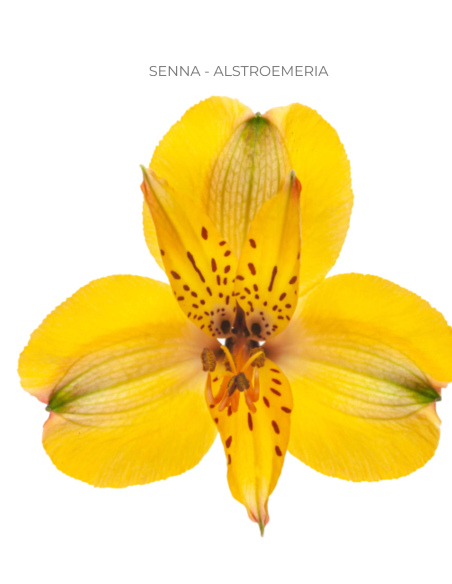Alstroemeria Yellow 120 Stems | Wholesale Bulk Alstroemeria