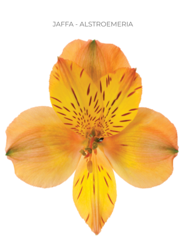 Alstromeria Yellow By the Box 120 stems Alstromeria Yellow By the Box 120 stems