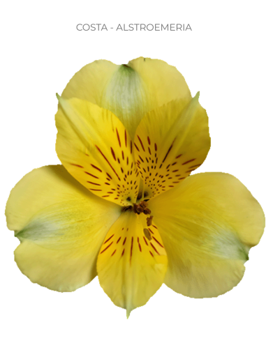 Alstroemeria Yellow 120 Stems | Wholesale Bulk Alstroemeria