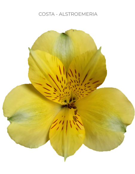 Alstromeria Yellow By the Box 120 stems