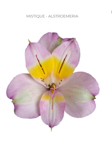 Alstroemeria Lavender 120 Stems | Premium Lavender Alstroemeria Wholesale & Bulk