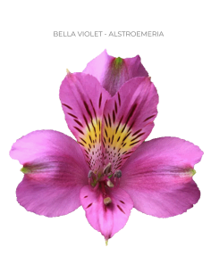 Alstroemeria Lavender 120 Stems | Premium Lavender Alstroemeria Wholesale & Bulk